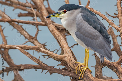 Black-crowned Night Heron