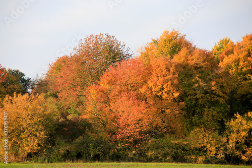 Farbenfrohes Laub im Herbst an den Baeumen. Rhoen, Thueringen, Deutschland, Europa