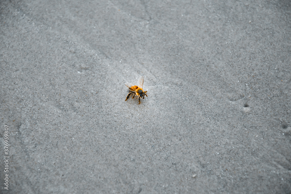 Bee perched on sandy ground Bee perched on sandy ground