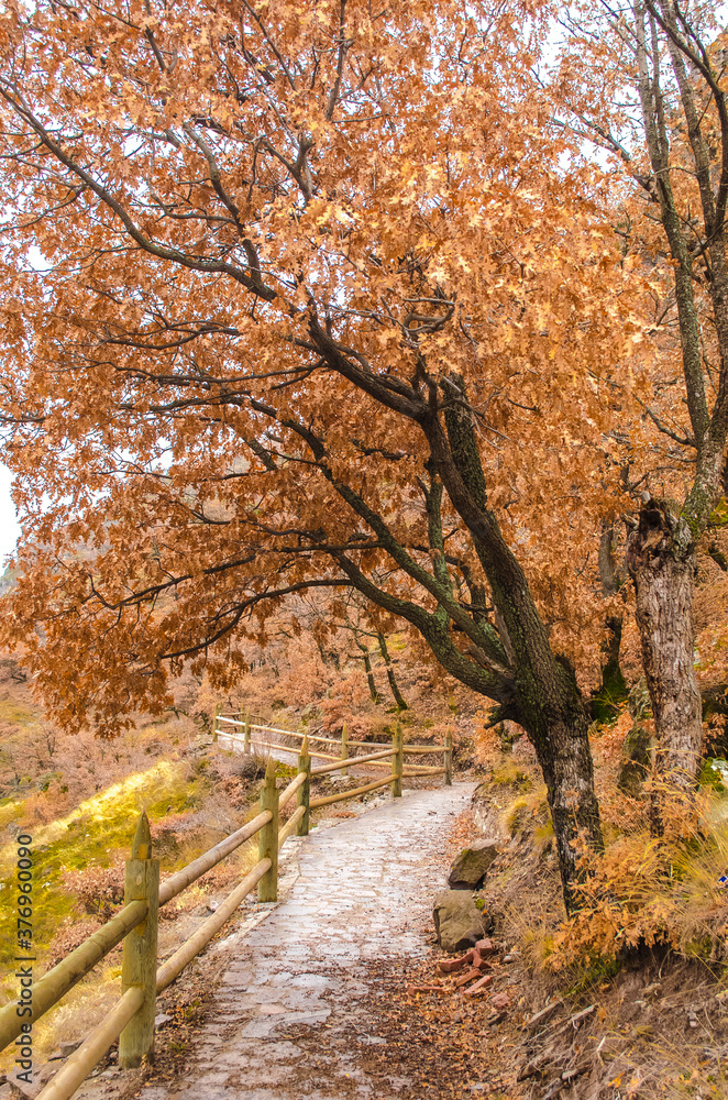 Beautiful autumn mountain landscape. Large old oak tree with dry orange leaves. empty narrow road on edge of cliff. Low wooden fence covered moss. nasty day. Fall backdrop. Selective focus, copy space Beautiful autumn mountain landscape. Large old oak tree with dry orange leaves. empty narrow road on edge of cliff. Low wooden fence covered moss. nasty day. Fall backdrop. Selective focus, copy space
