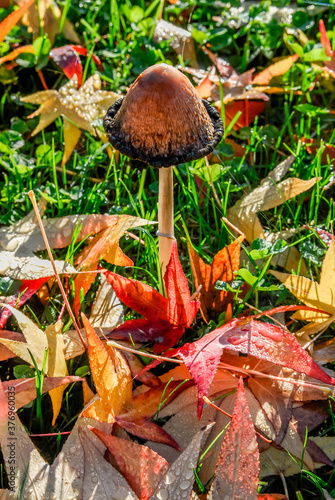 ink fungus (Coprinus atramentarius) among red yellow leaves and grass photo