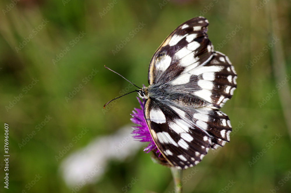 papillon Melania galathea Stock Photo | Adobe Stock