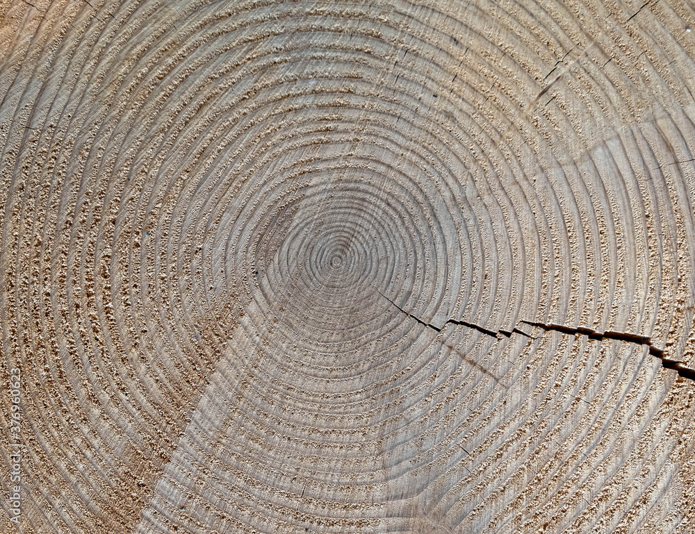 Naklejka premium tree trunk cut top view closeup, natural pattern background