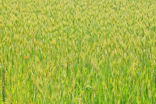 Wheat field in spring. Green spikelets grow in an agricultural field. Nature background, soft focus 