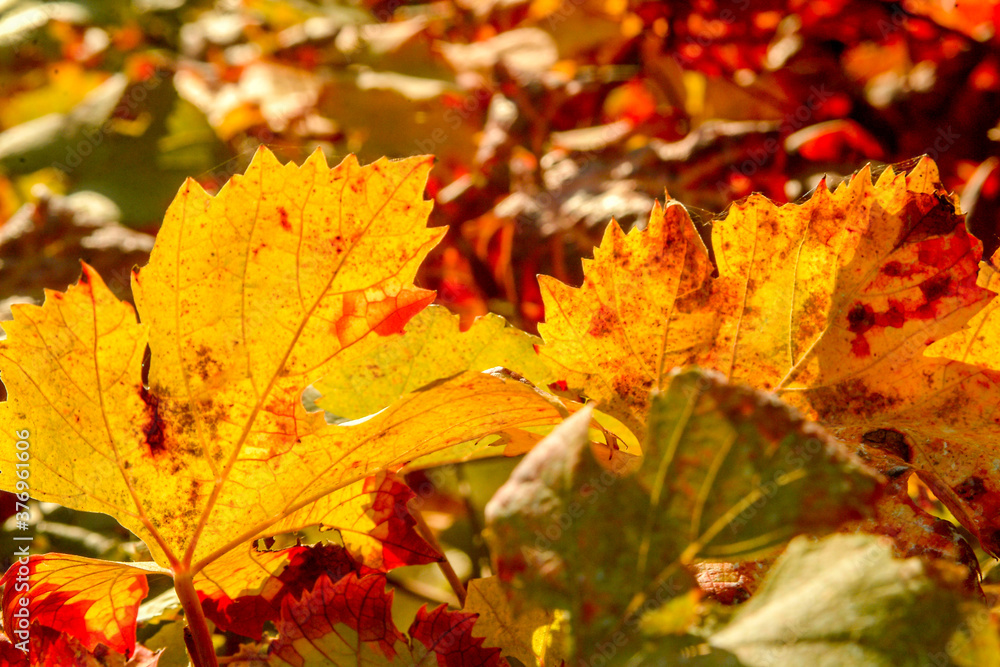 dry yellow vine leaves on the branches in the vineyard dry yellow vine leaves on the branches in the vineyard