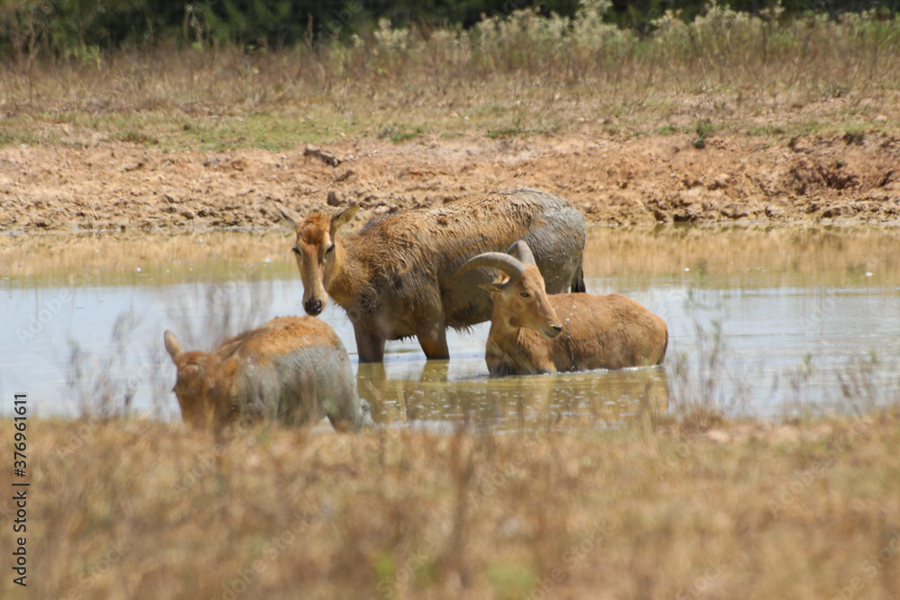 Water hole 1