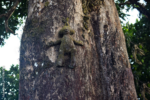 Old doll attached on a trunk of a Sal tree