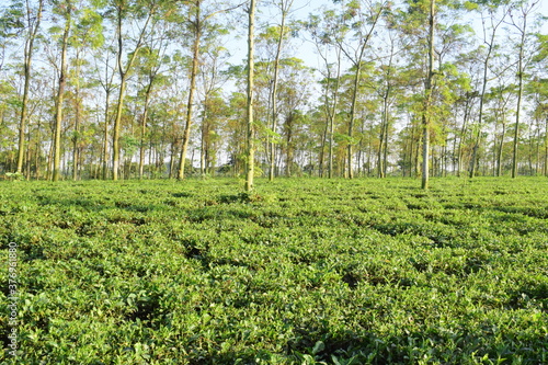 Tea garden on plain land