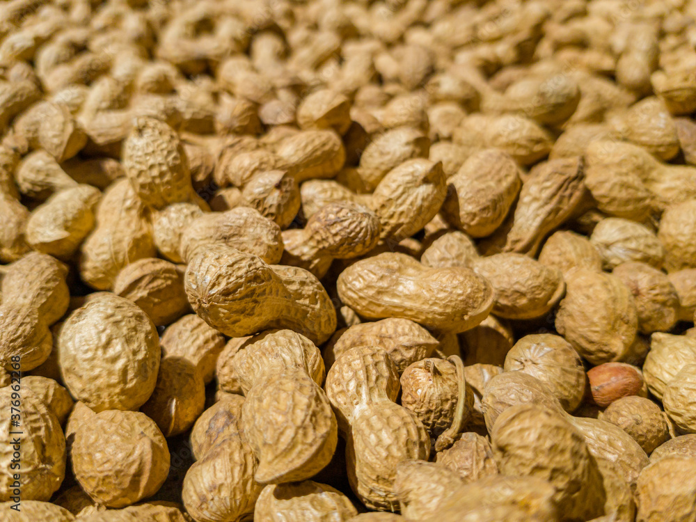 Large quantity of peanuts in pod, freshly harvested, dried in the sun. Ready to toast and select. Arachis Hypogaea, goober, pindar or nut.
Background, macro, close up. Grown in Extremadura, Spain. Large quantity of peanuts in pod, freshly harvested, dried in the sun. Ready to toast and select. Arachis Hypogaea, goober, pindar or nut.
Background, macro, close up. Grown in Extremadura, Spain.