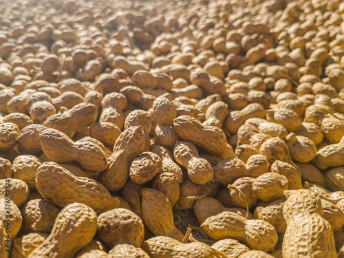 Large quantity of peanuts in pod, freshly harvested, dried in the sun. Ready to toast and select. Arachis Hypogaea, goober, pindar or nut.
Background, macro, close up. Grown in Extremadura, Spain.
