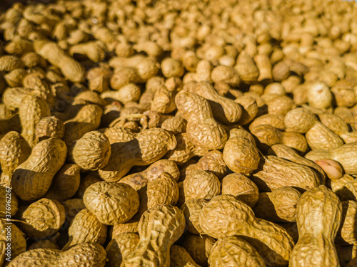 Large quantity of peanuts in pod, freshly harvested, dried in the sun. Ready to toast and select. Arachis Hypogaea, goober, pindar or nut.
Background, macro, close up. Grown in Extremadura, Spain.