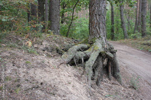 A huge root of a large tree in the forest.