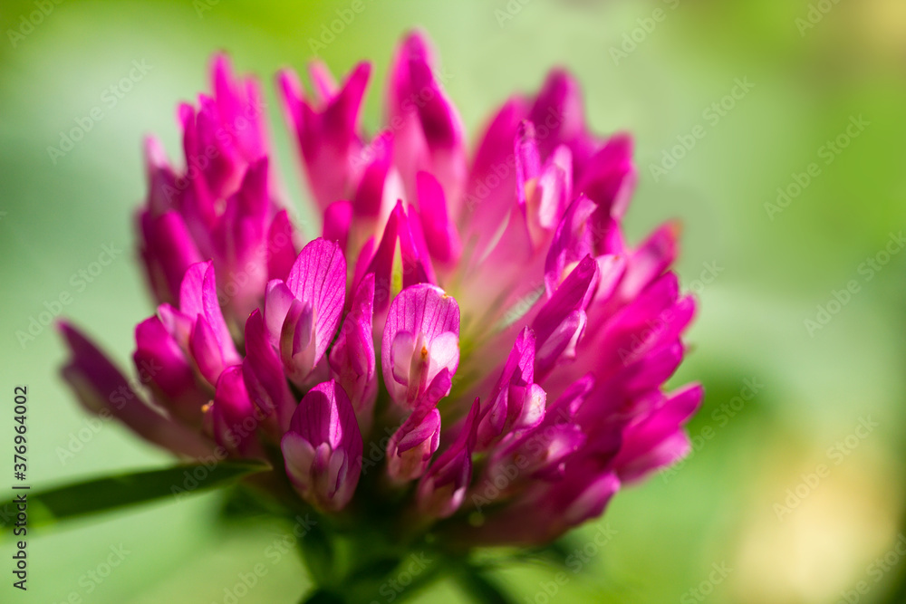 Macro of red clover blossom on blured background Macro of red clover blossom on blured background