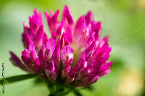 Macro of red clover blossom on blured background