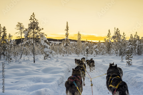 Dogsled in a beautiful landscape at dawn in Swedish Lapland photo