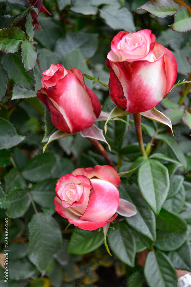 rosas rojas pintadas