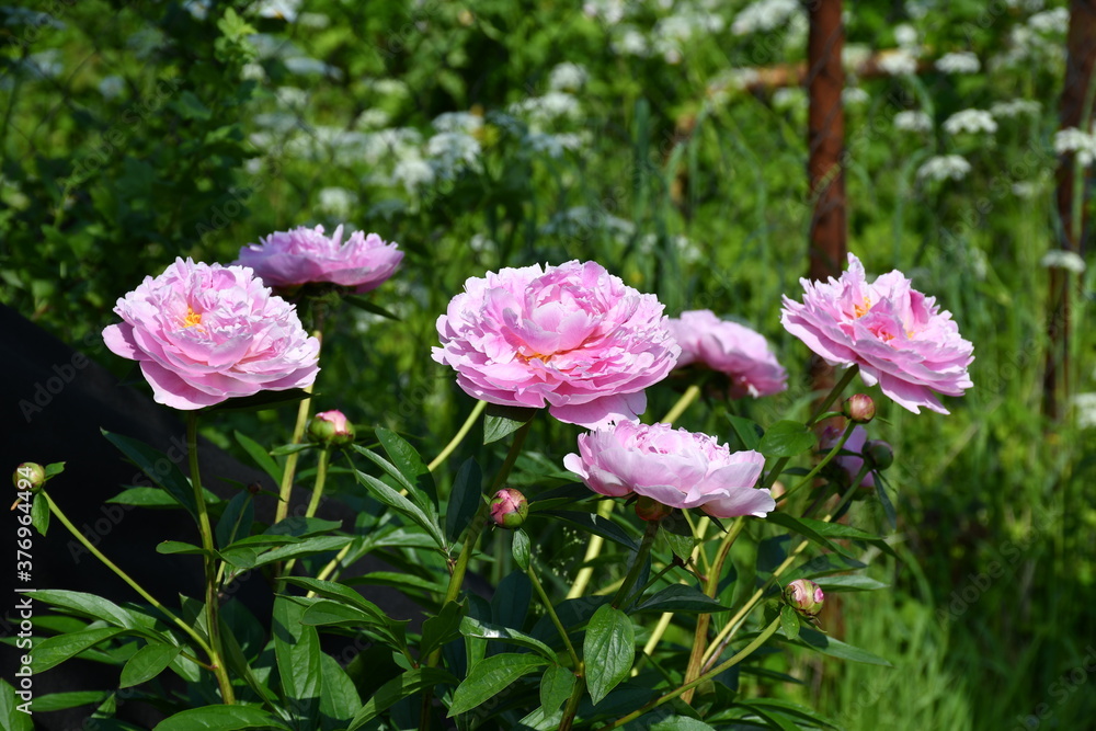 Beautiful pink peonies blooming in the garden. Peony flowers close-up. Beautiful pink peonies blooming in the garden. Peony flowers close-up.