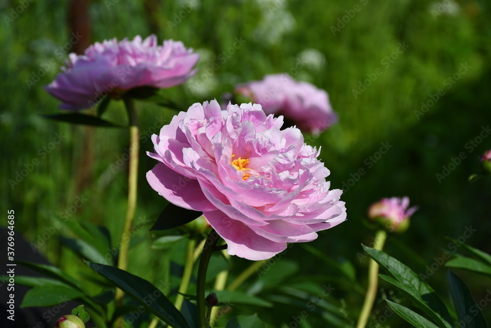Beautiful pink peonies blooming in the garden. Peony flowers close-up. Beautiful pink peonies blooming in the garden. Peony flowers close-up.
