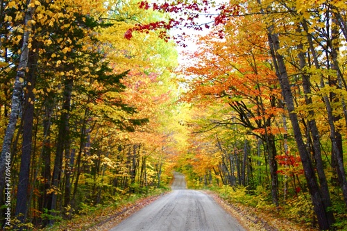 road in autumn forest