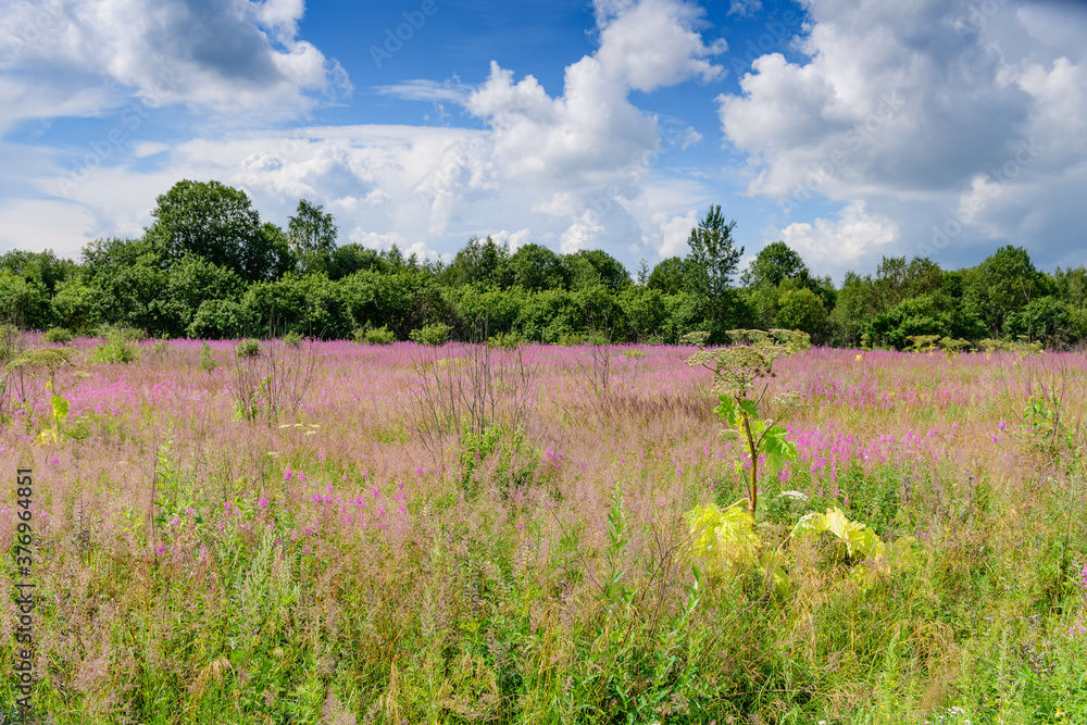 Blooming field in central Russia. Pskov region