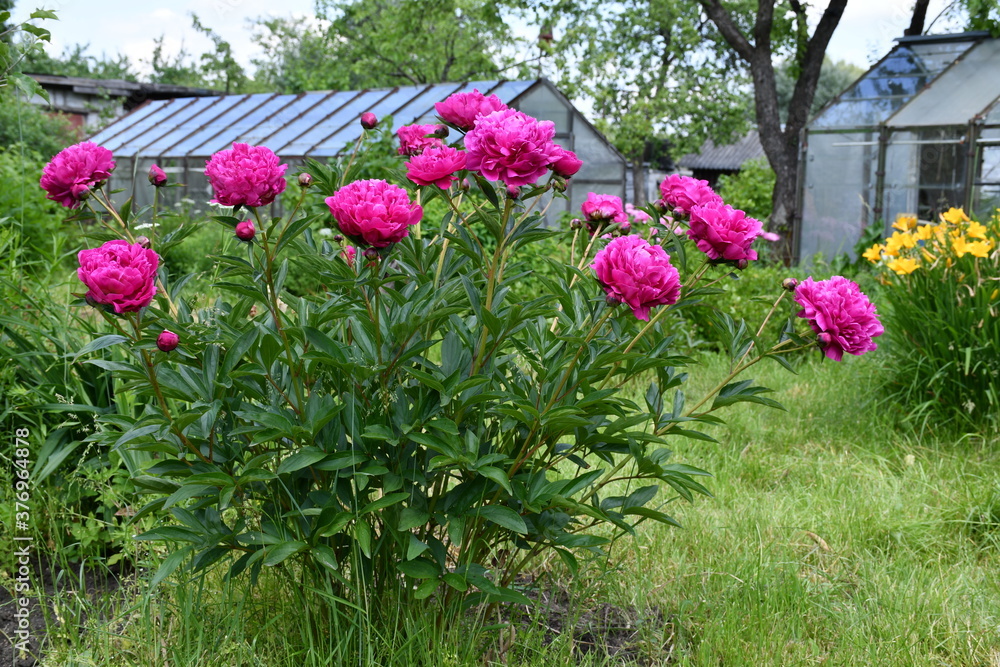 Blooming peony bush in the garden on the background of a glass greenhouse. Raspberry-colored peonies.