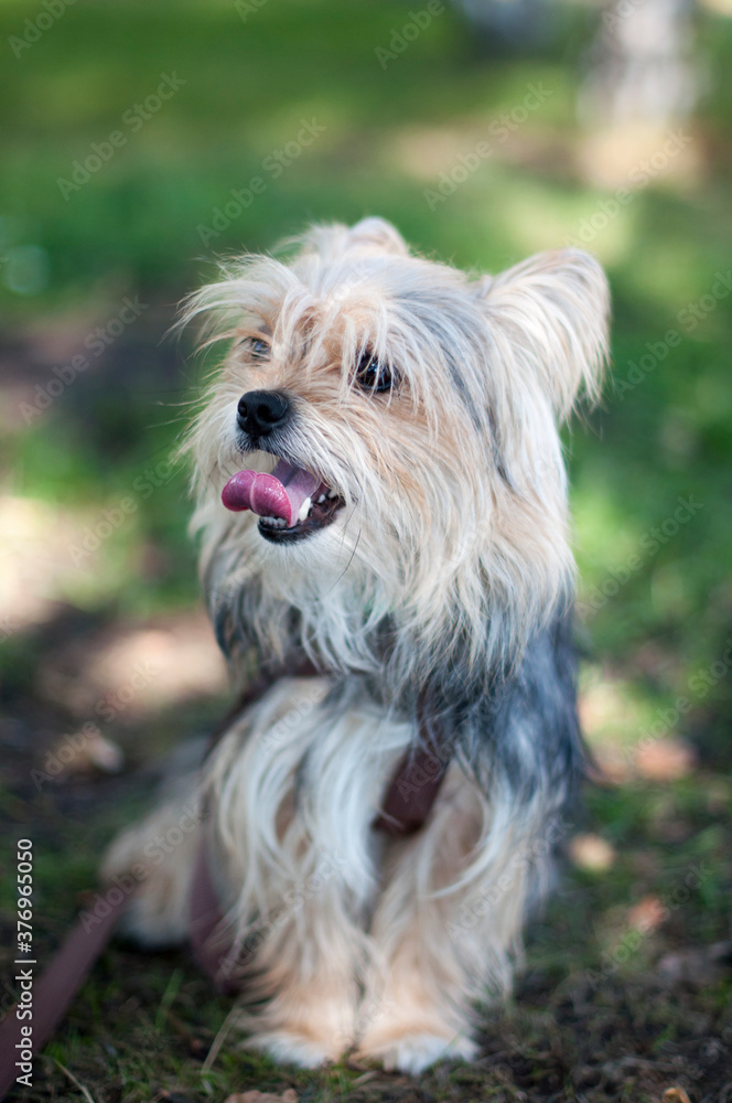 Little dog breed Yorkshire Terrier summer on grass Little dog breed Yorkshire Terrier summer on grass