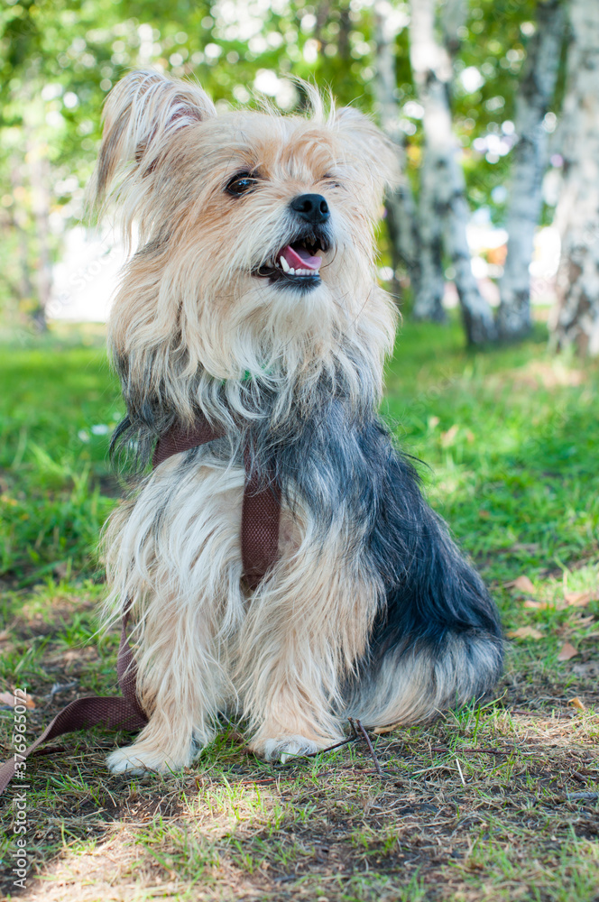Little dog breed Yorkshire Terrier summer on grass Little dog breed Yorkshire Terrier summer on grass