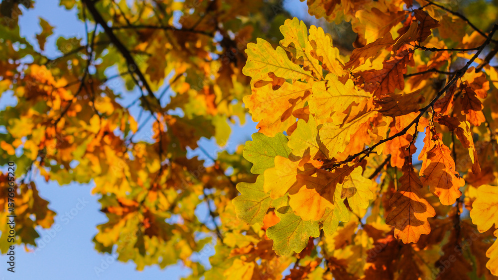 oak branches in autumn. bright foliage in the sun. autumn landscape oak branches in autumn. bright foliage in the sun. autumn landscape