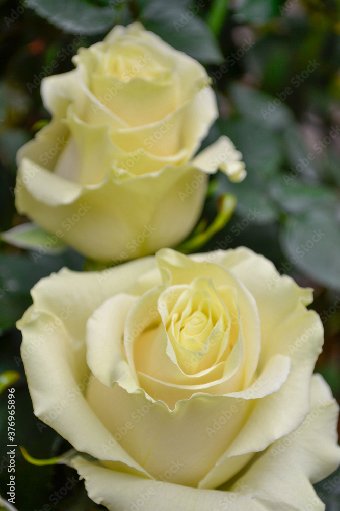 Obraz premium rosas amarillo con blanco 1