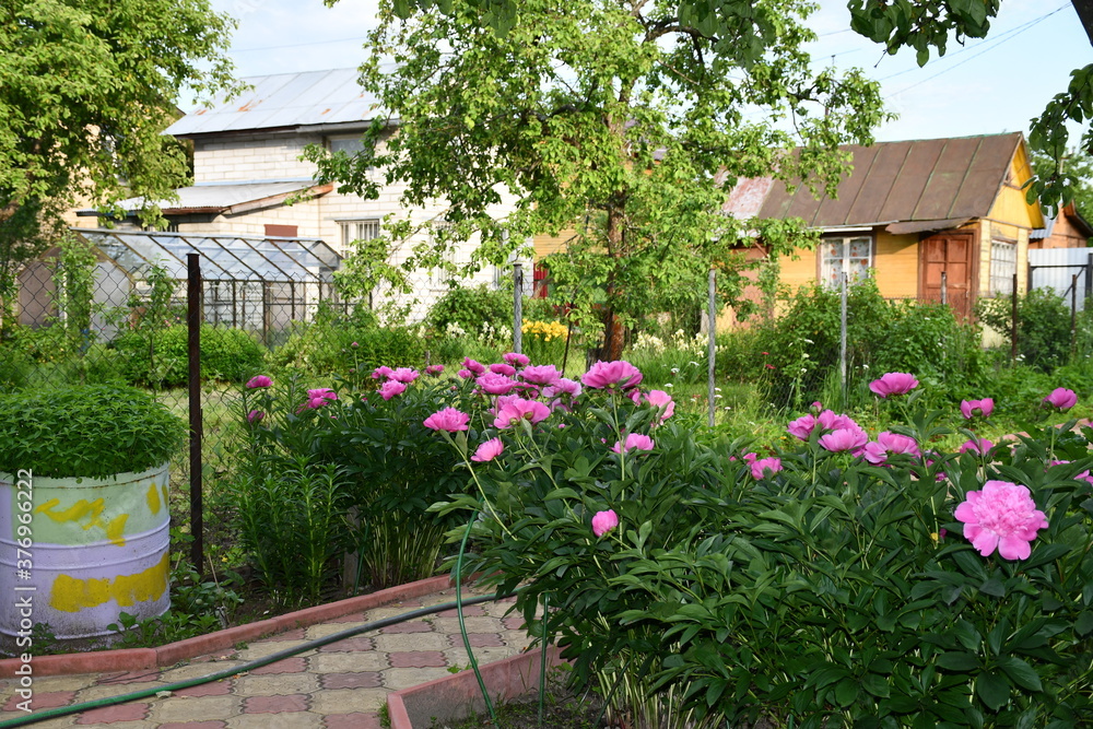 Flowering peony bush on a summer cottage against the background of a glass greenhouse, small houses and trees. Peonies are pink. The garden path is lined with decorative tiles.