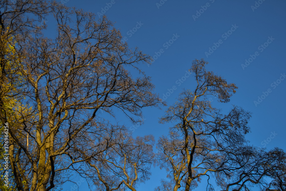 graceful thin spring trees with yellow golden foliage leaves in sunset light on blue sky background graceful thin spring trees with yellow golden foliage leaves in sunset light on blue sky background