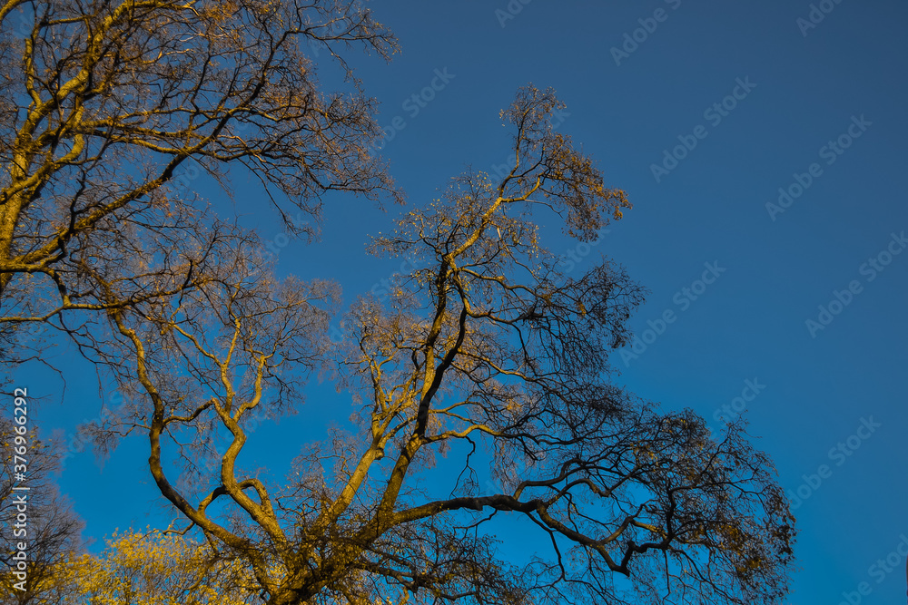 thin graceful spring trees with yellow golden foliage in sunset light on blue sky background thin graceful spring trees with yellow golden foliage in sunset light on blue sky background