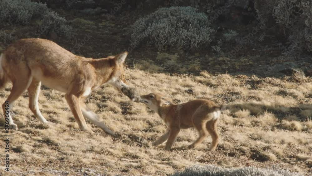 Ethiopian wolf playing with young pup, Ethiopia Ethiopian wolf playing with young pup, Ethiopia