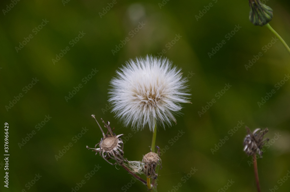 A Canola Plant going to Seed A Canola Plant going to Seed