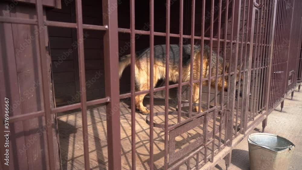 German shepherd nervous and walks around the cage, barking and wags his