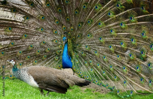 A pair of peafowl, a female peahen in the foreground and the male peacock displaying his train. They are indifferent to each other. 