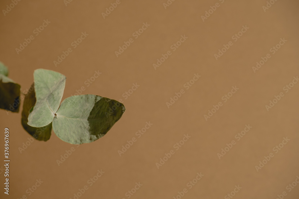 Fotografie top view dry eucalyptus branch  on a brown background copy space flat lay