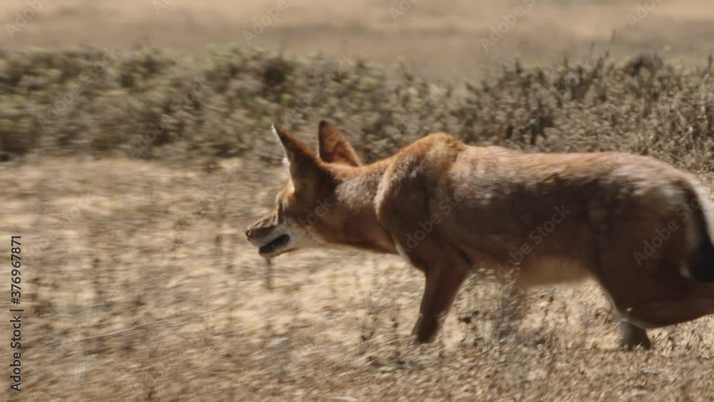 Ethiopian wolf approaching with stealth, Ethiopia Ethiopian wolf approaching with stealth, Ethiopia