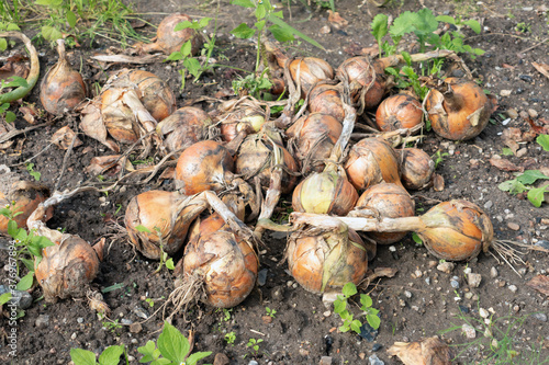 Dutch allotment garden in autumn with heap of harvested onions