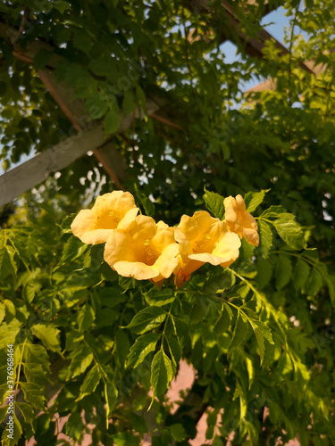 Milin amerykański Campsis radicans Flava. Pnącze rosnące w ogrodach i parkach. Żółte kwiaty w kształcie kielicha.