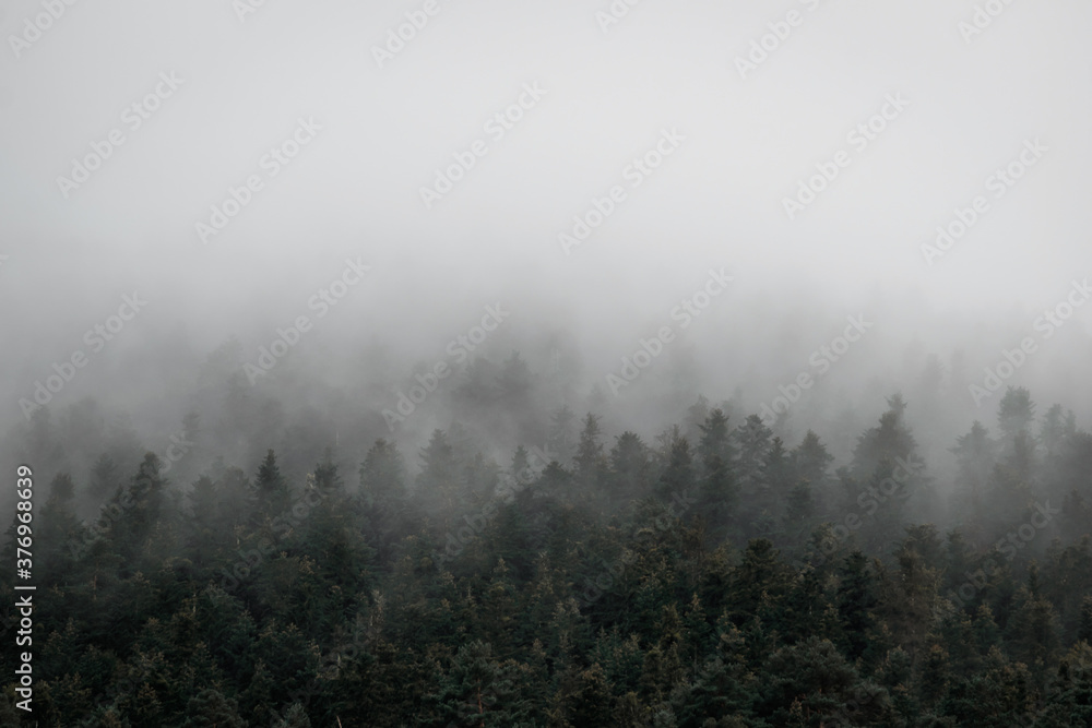 Image of a forest with dark fog in the Catalan Pyrenees
