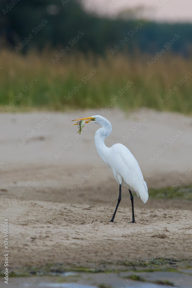 Obraz premium great egret (Ardea alba), also known as the common egret fishing