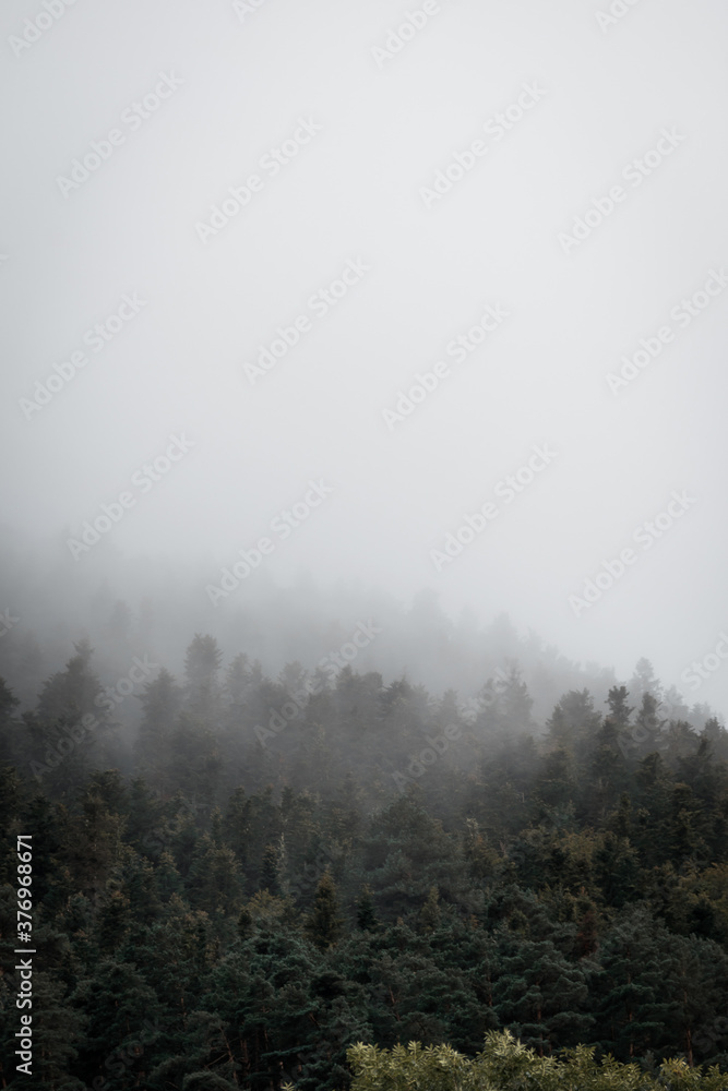 Image of a forest with dark fog in the Catalan Pyrenees