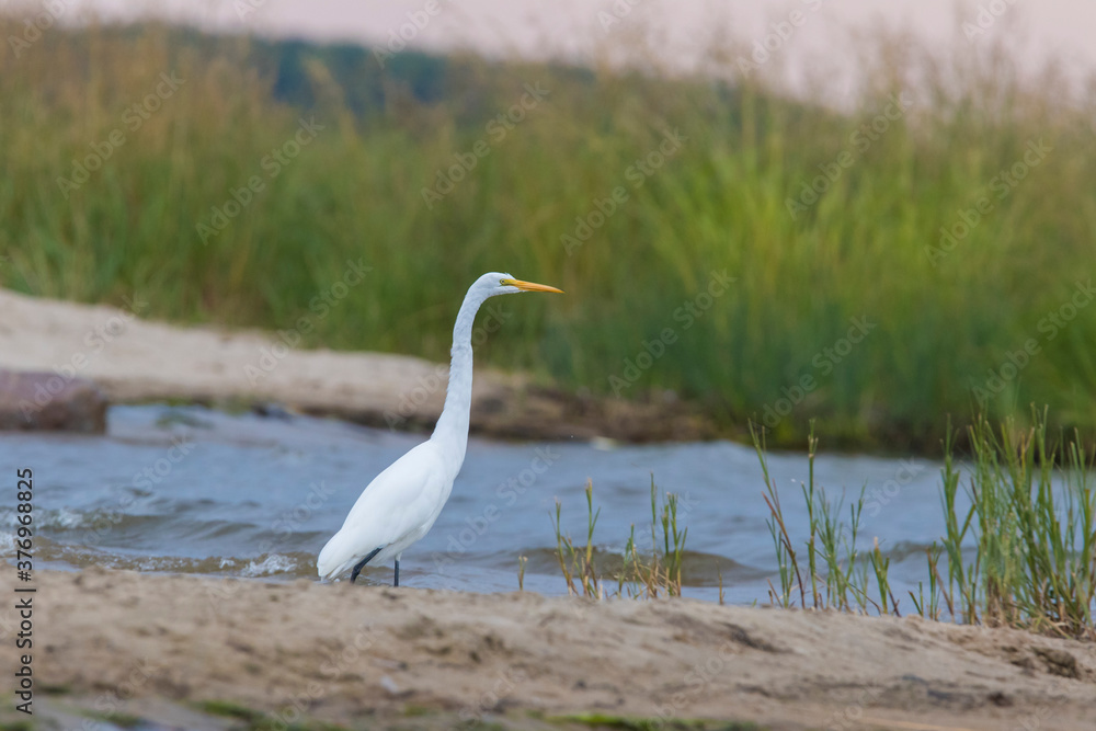 great egret (Ardea alba), also known as the common egret fishing great egret (Ardea alba), also known as the common egret fishing