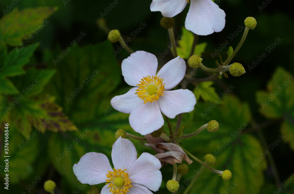 Obraz premium Chinese anemone or Japanese anemone, thimbleweed, or windflower. Natural light