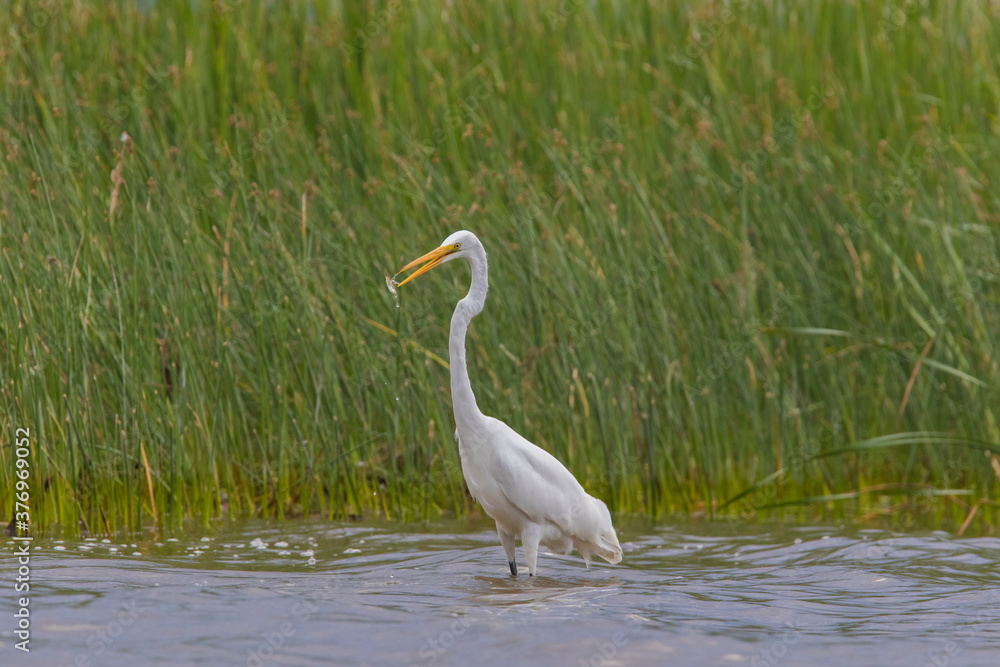 Obraz premium great egret (Ardea alba), also known as the common egret fishing