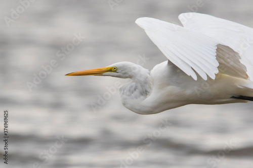 great egret  Ardea alba   also known as the common egret fishing