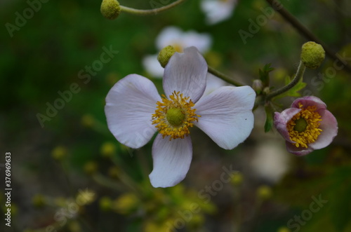 Chinese anemone or Japanese anemone, thimbleweed, or windflower. Natural light © maria