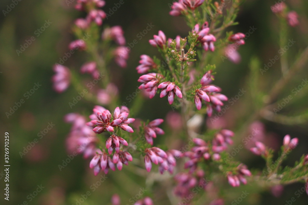 flowers in the garden