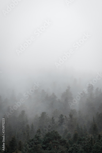 Image of a forest with dark fog in the Catalan Pyrenees © Karl München